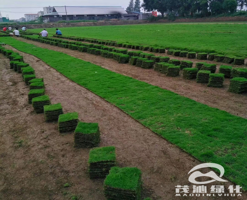 台湾草草坪